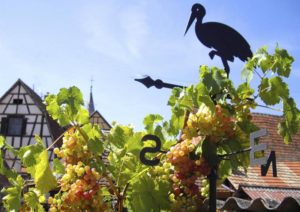 Vue sur le village de Beblenheim avec ses maisons à colombages , ses vignes en avant plan et le symbole de l'Alsace avec une girouette en forme de cigogne.