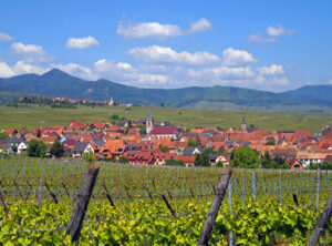 vignoble vur sur Beblenheim jolie village en Alsace sur la Route des Vins